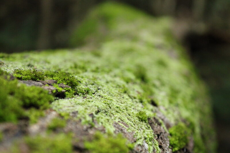 Moss-covered Log — Forest