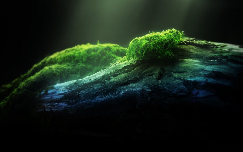 Moss-covered Log — Green, Dramatic, Night