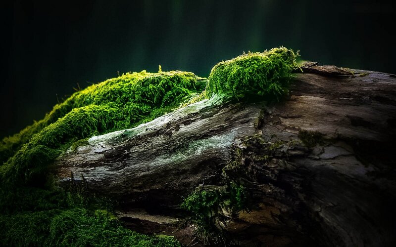 Moss-covered Log — Green, Dramatic, Photograph
