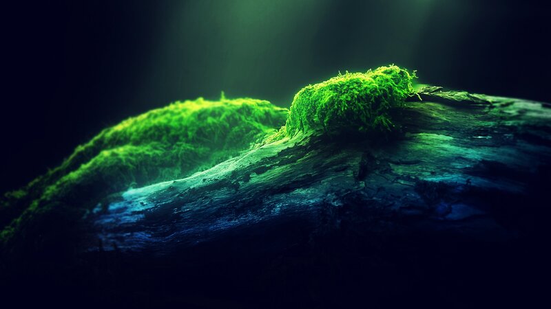 Moss-covered Log — Green, Dramatic