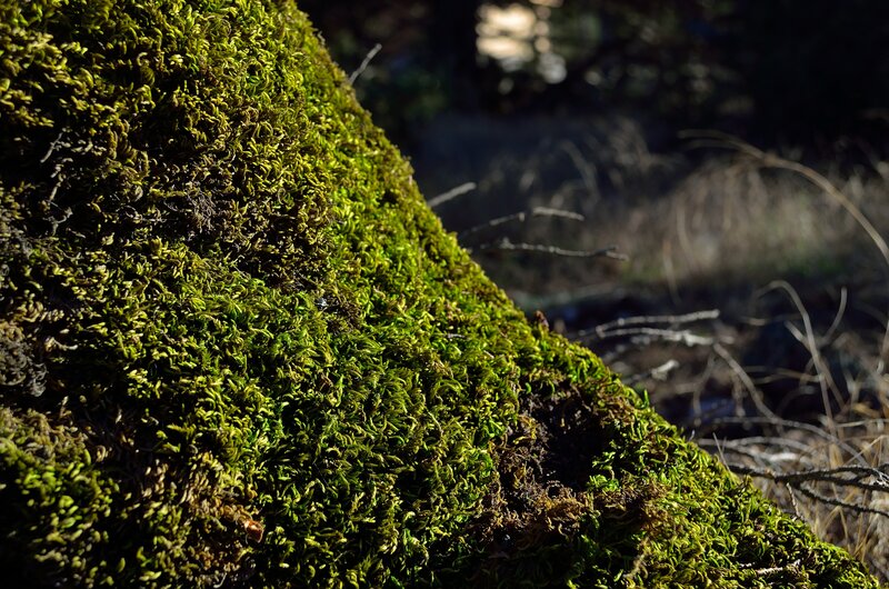 Moss-covered Log — Green, Natural, Afternoon