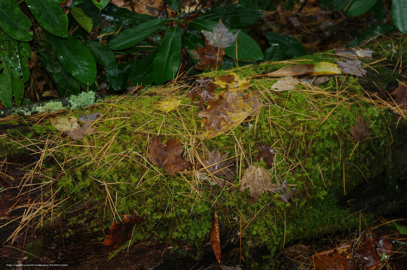Moss-covered Log — Green, Natural, Autumn
