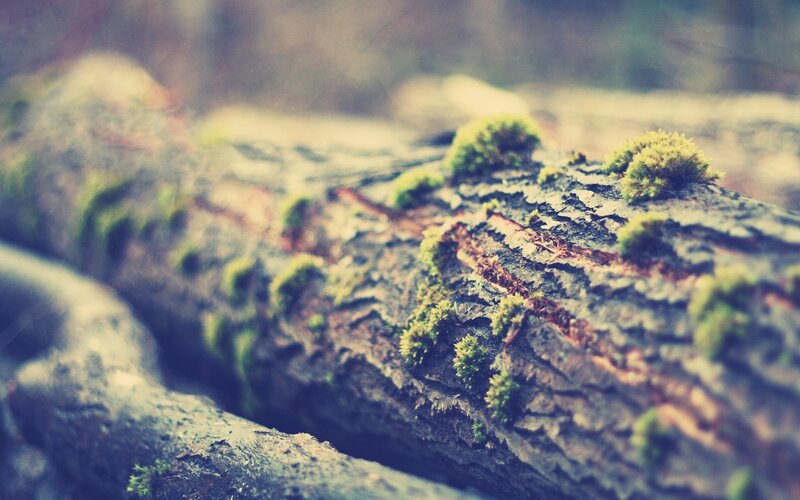 Moss-covered Log — Green, Natural, Photograph, Moss, Tree Bark