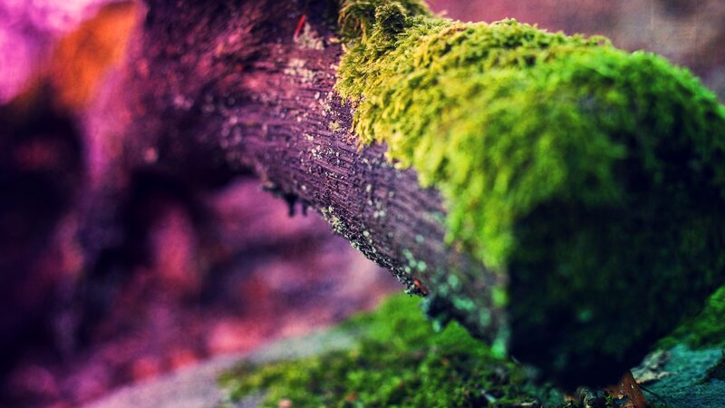Moss-covered Log — Green, Natural