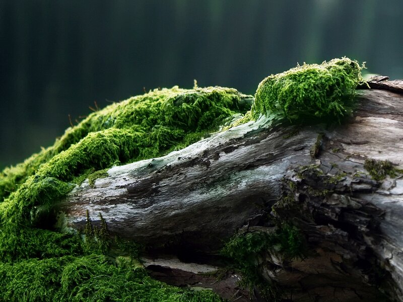 Moss-covered Log — Green, Photograph