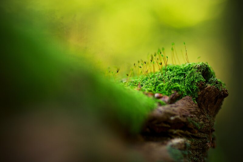 Moss-covered Log — Green, Serene, Morning, Photograph
