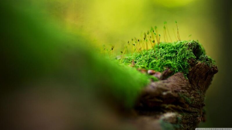 Moss-covered Log — Green, Serene, Morning