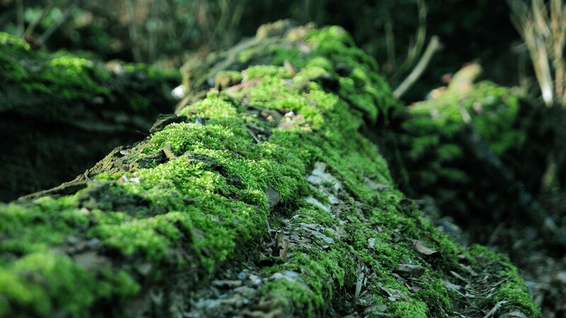 Moss-covered Log — Green, Serene, Photograph, Forest