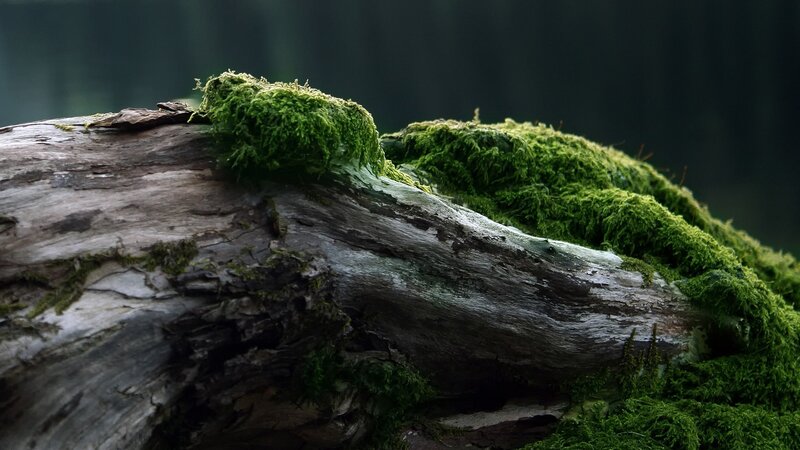Moss-covered Log — Green, Serene, Photograph, Moss, Forest
