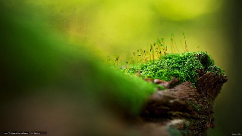 Moss-covered Log — Green, Serene, Photograph, Moss, Spores