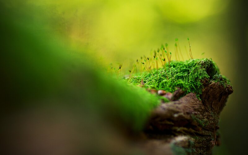 Moss-covered Log — Green, Serene, Photograph, Moss, Stems