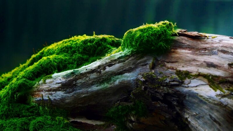 Moss-covered Log — Green, Serene, Photograph, Moss