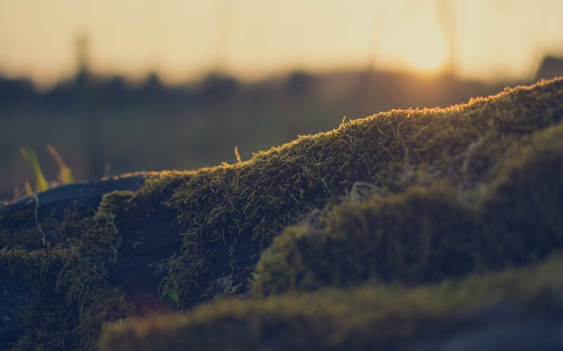 Moss-covered Log — Green, Serene, Sunset