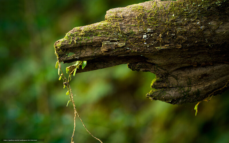 Moss-covered Log — Green