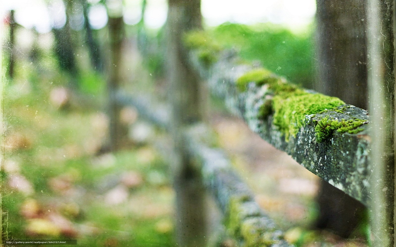 moss-covered log in forest