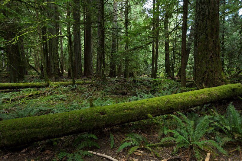 Moss-covered log in forest
