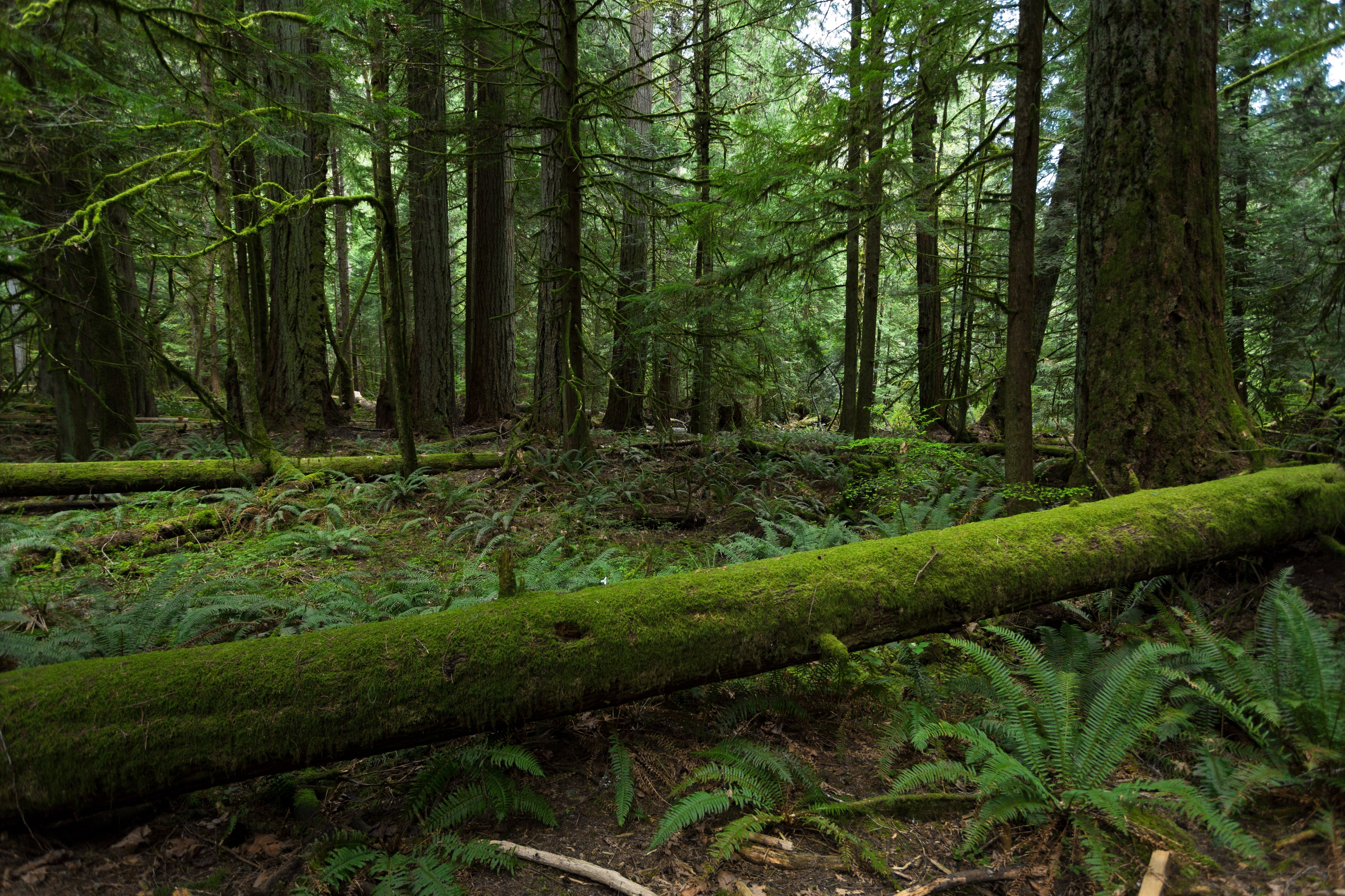 Moss-covered log in forest