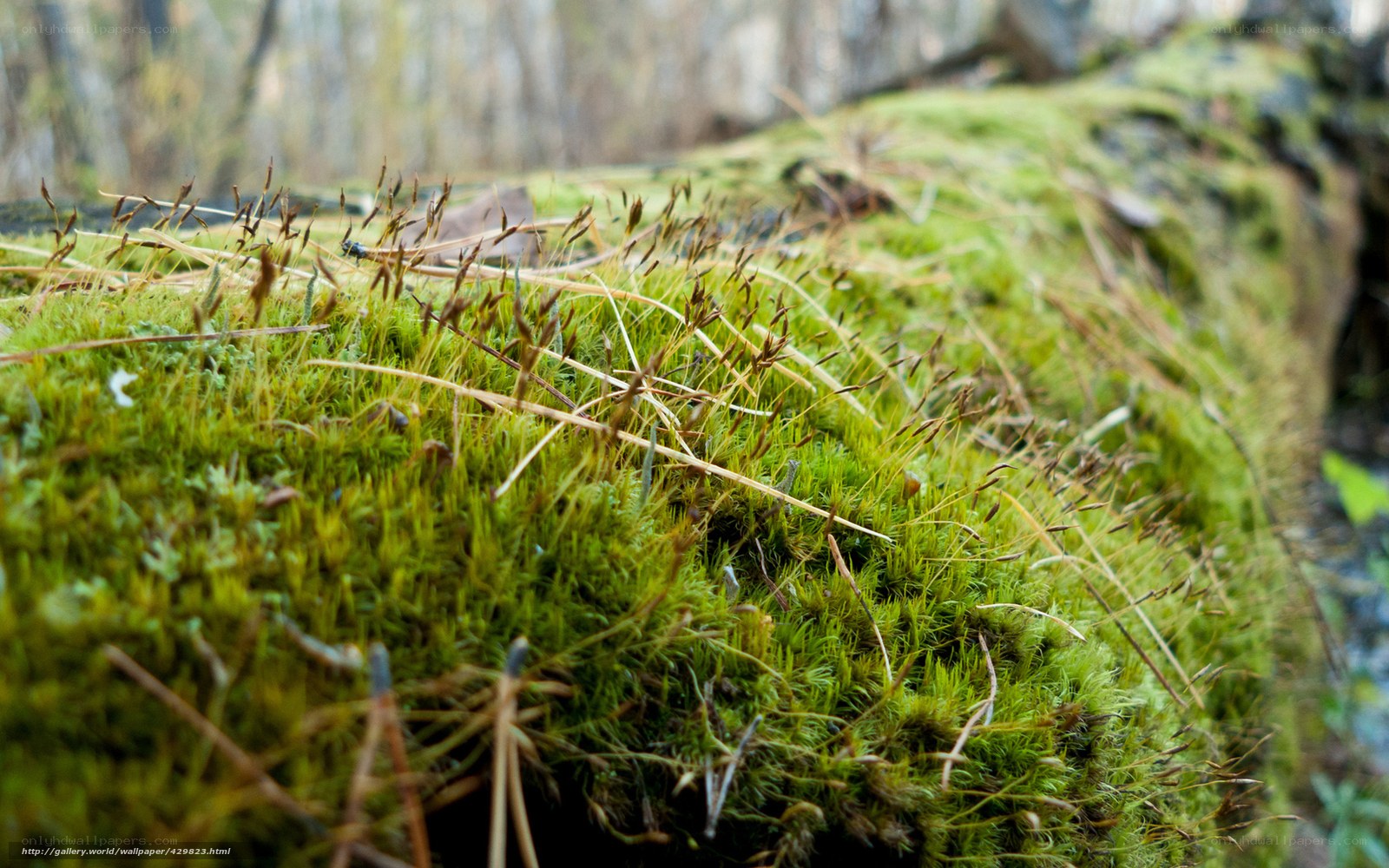 Moss-covered log in forest