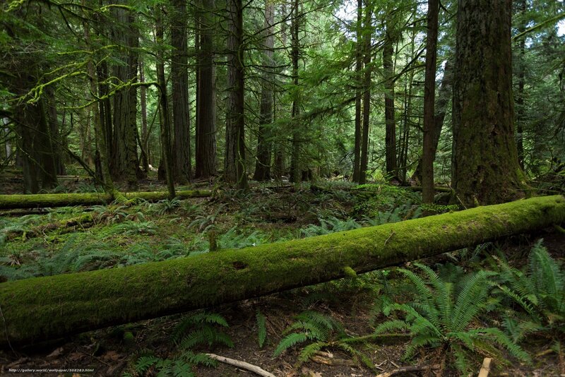 moss-covered log in forest