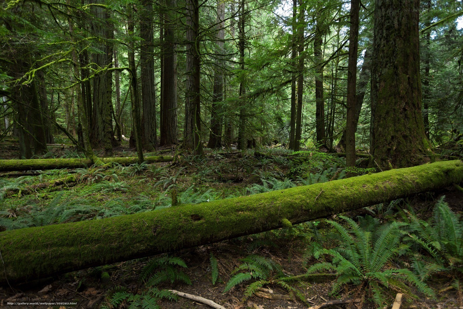 moss-covered log in forest