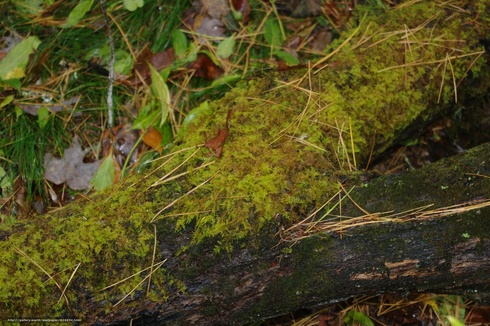 moss-covered log in forest