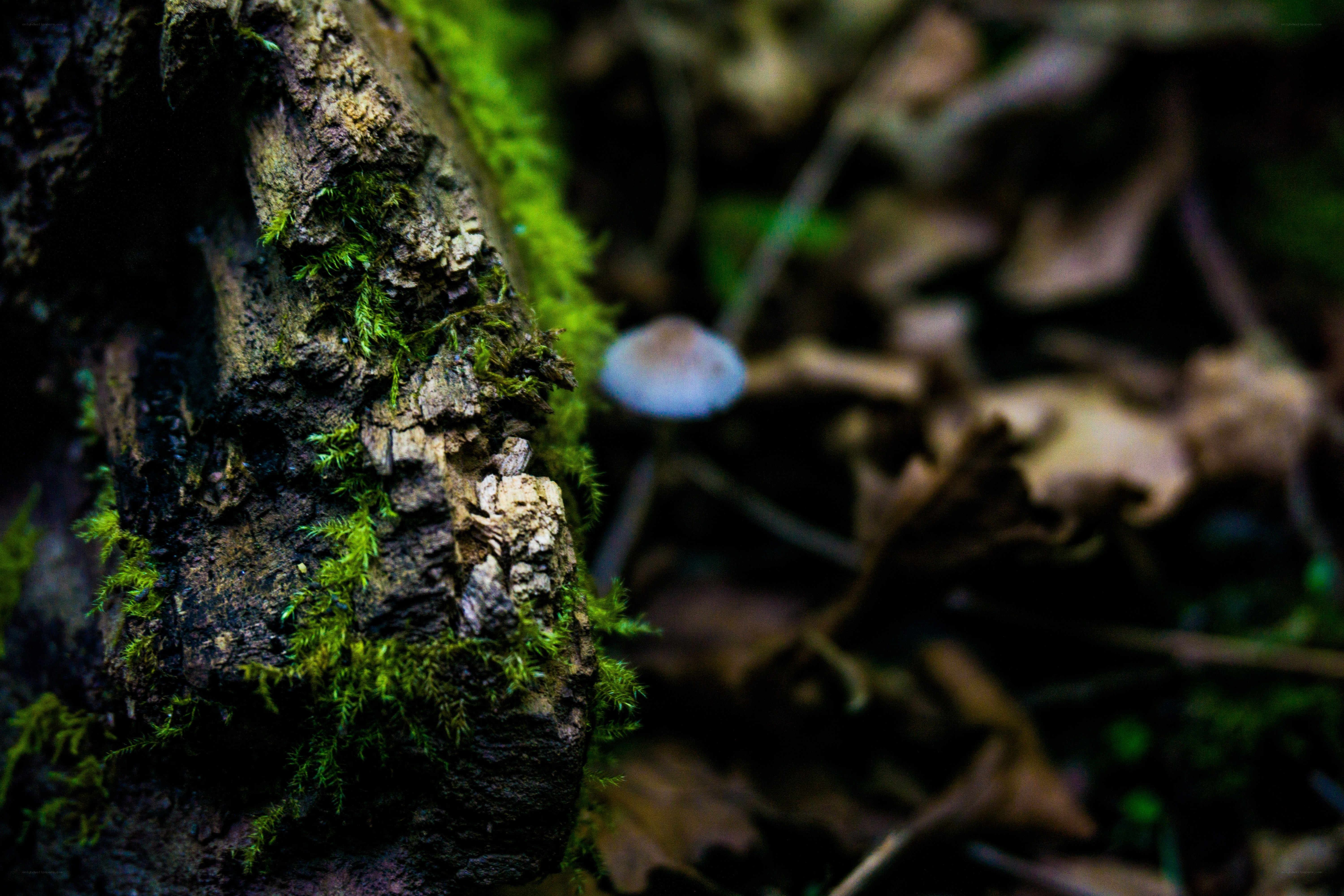 Moss-covered log in forest