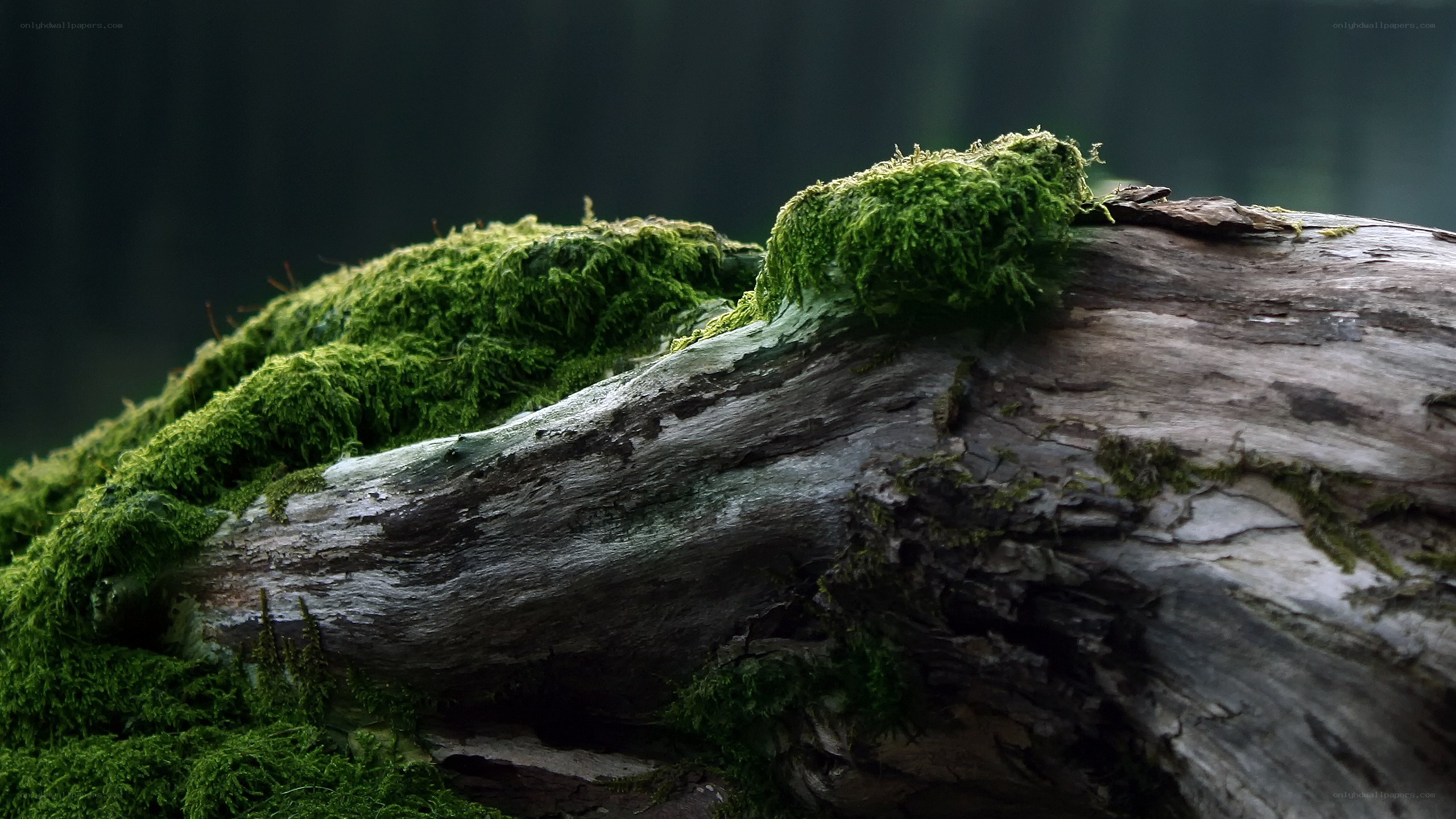 moss-covered log in forest