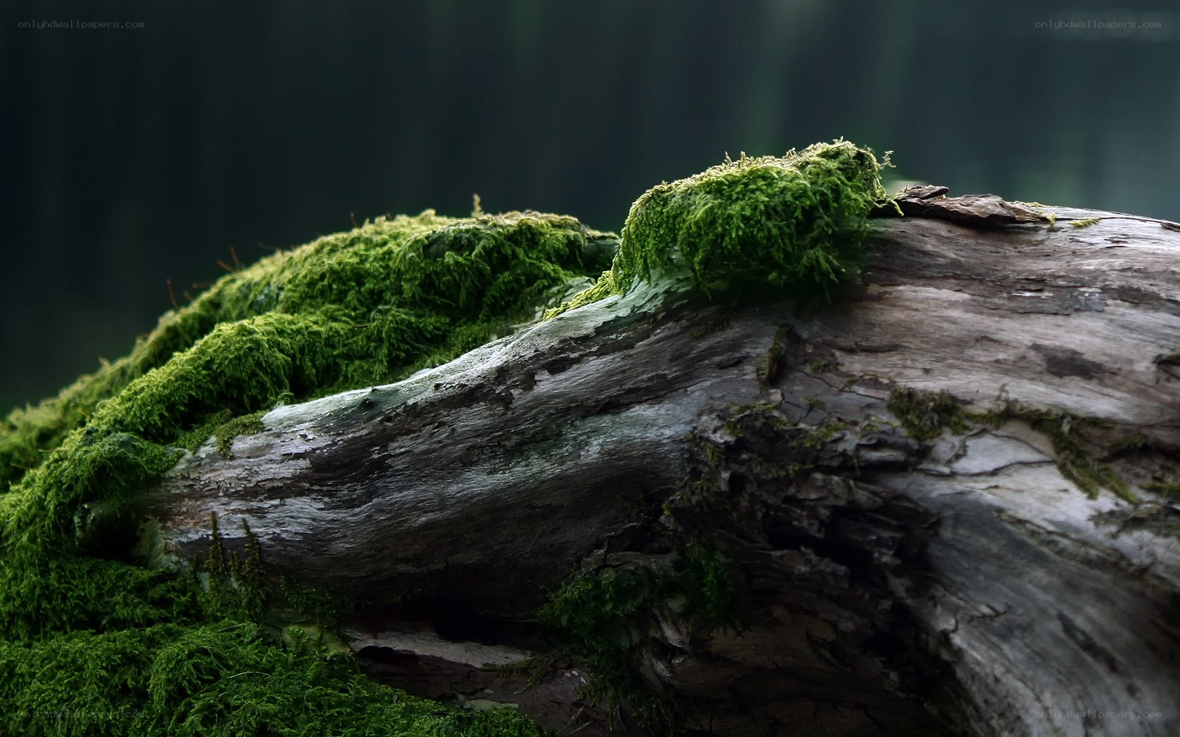 moss-covered log in forest