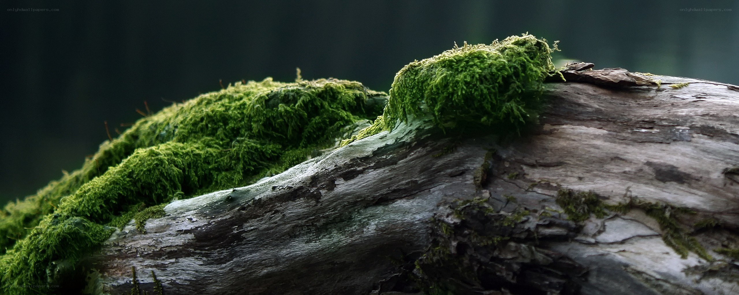 moss-covered log in forest