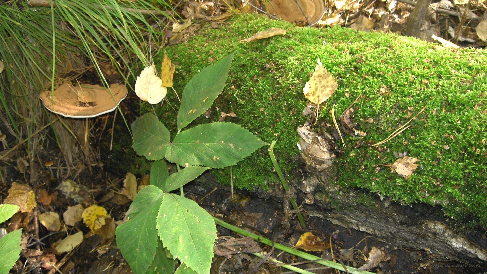 moss-covered log in forest