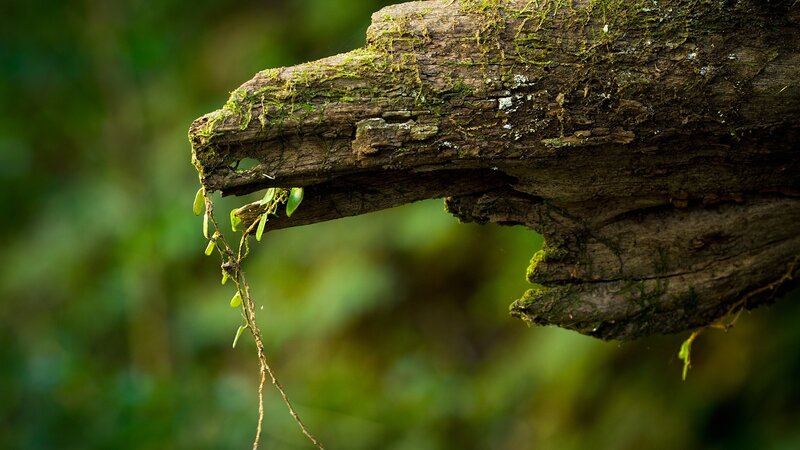 moss-covered log in forest