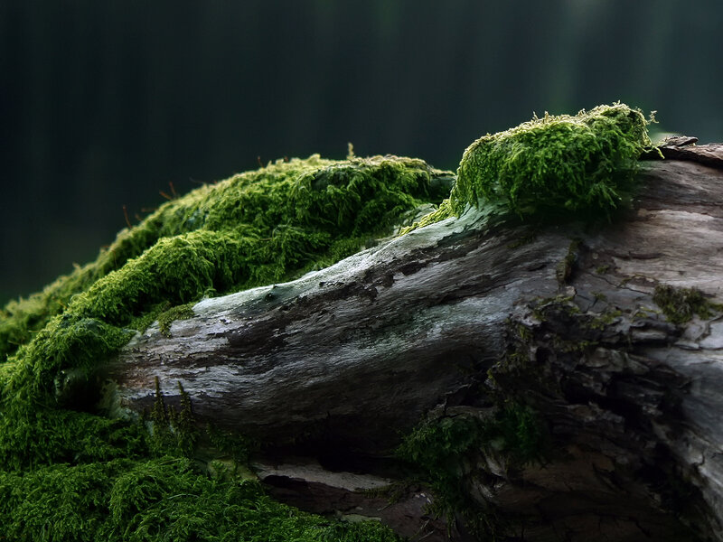 moss-covered log in forest