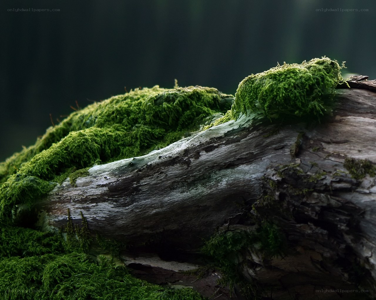 moss-covered log in forest