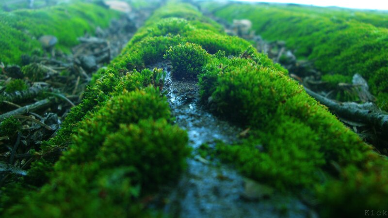 moss-covered log in forest