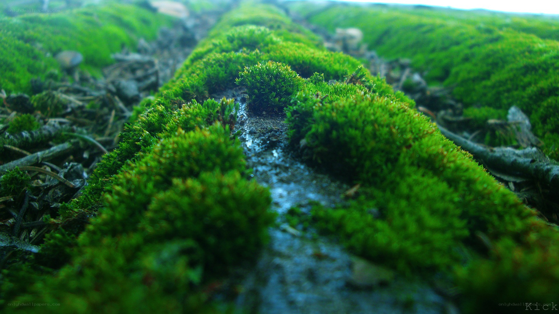 moss-covered log in forest
