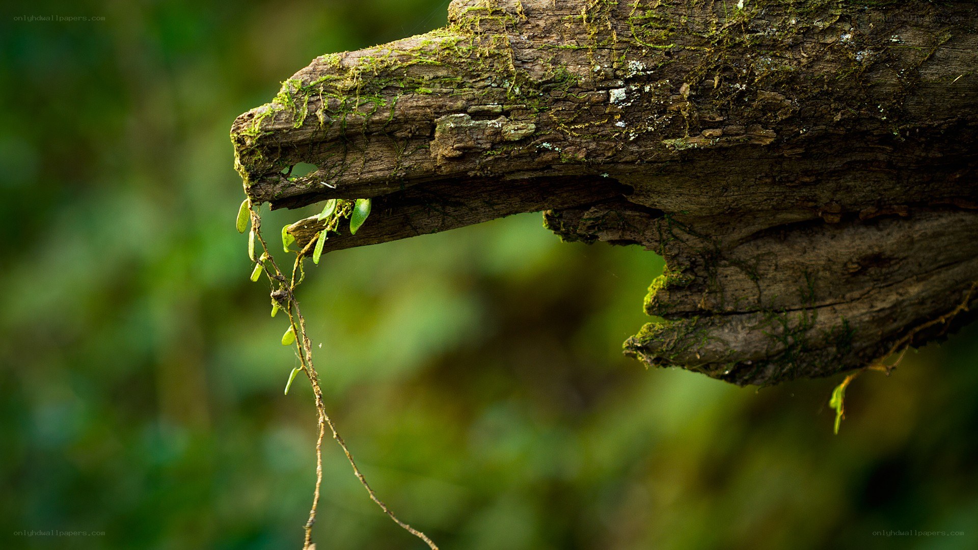 moss-covered log in forest