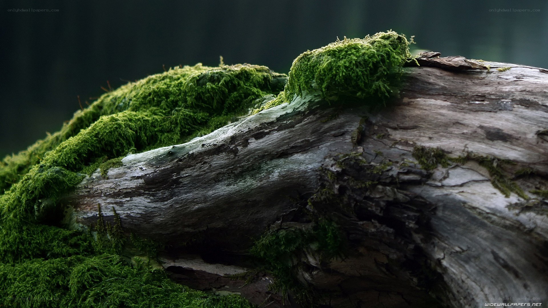 moss-covered log in forest