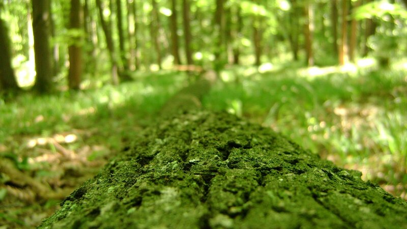 moss-covered log in forest