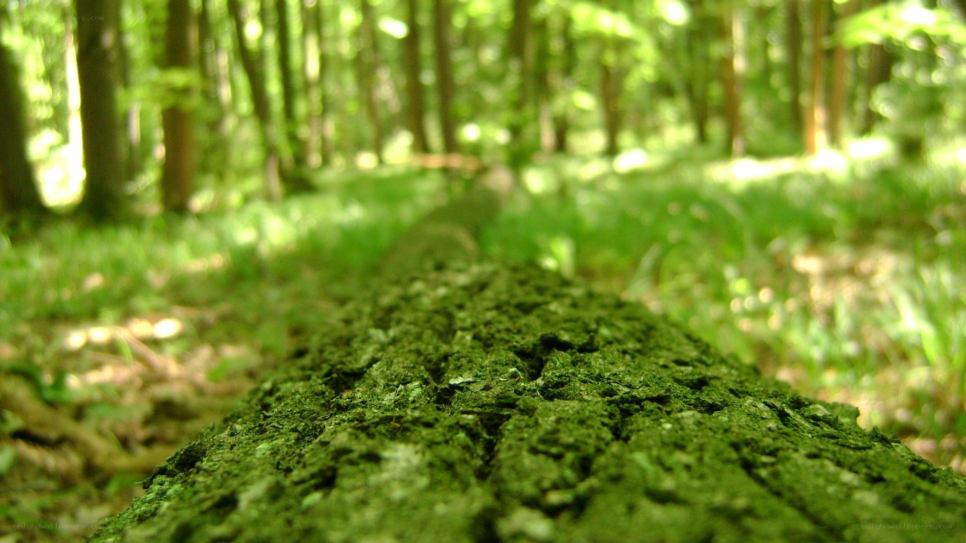 moss-covered log in forest