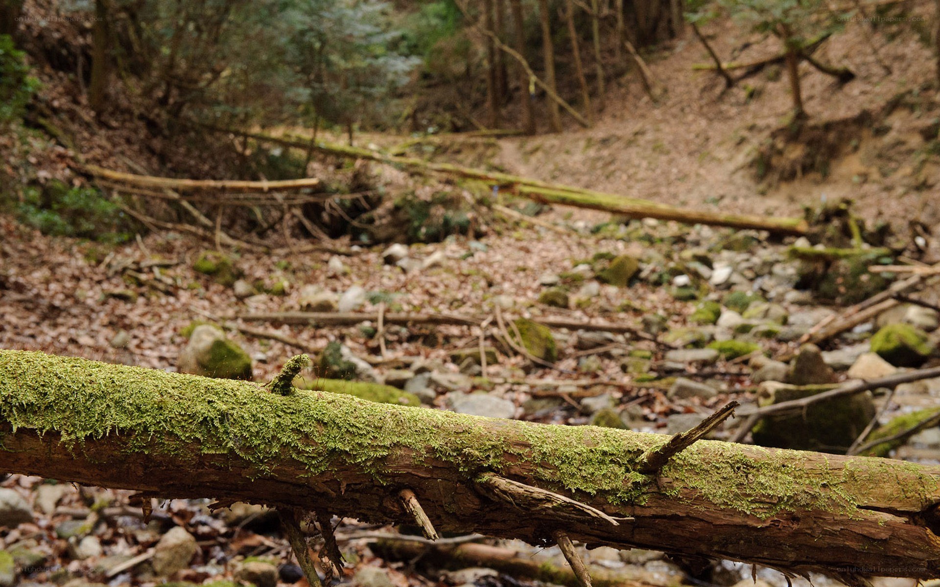 Moss-covered log in forest