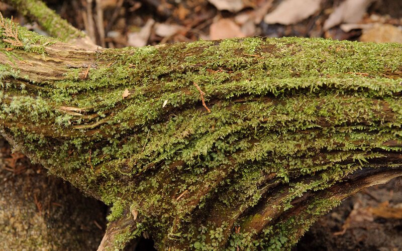 moss-covered log in forest