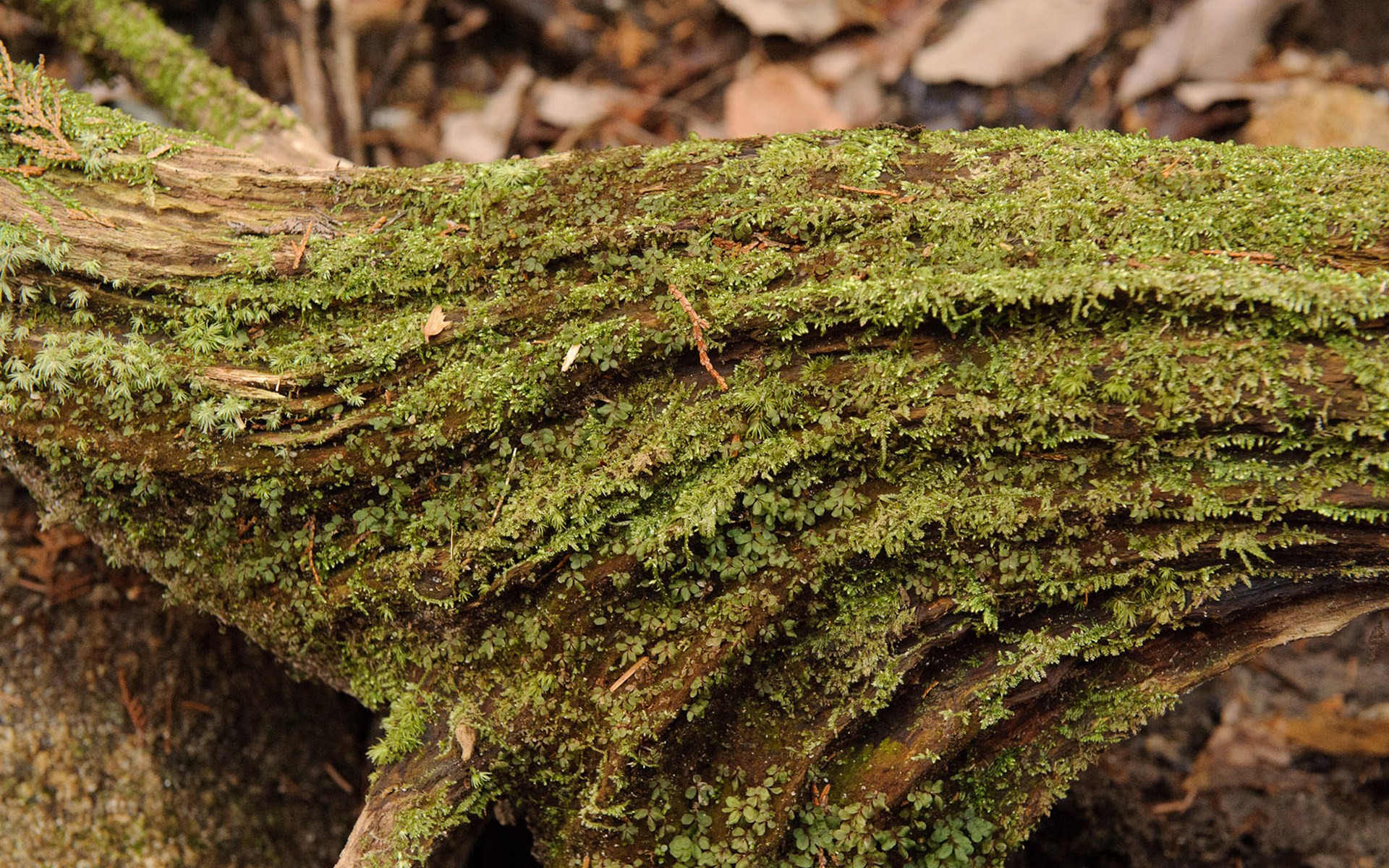moss-covered log in forest