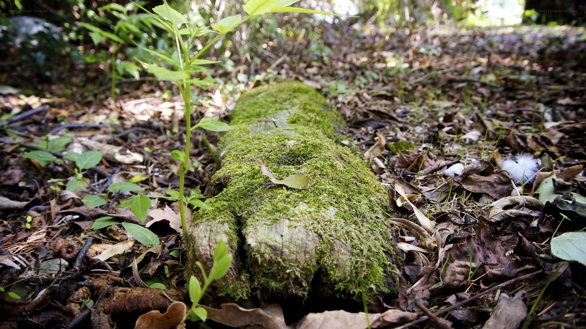 Moss-covered log in forest