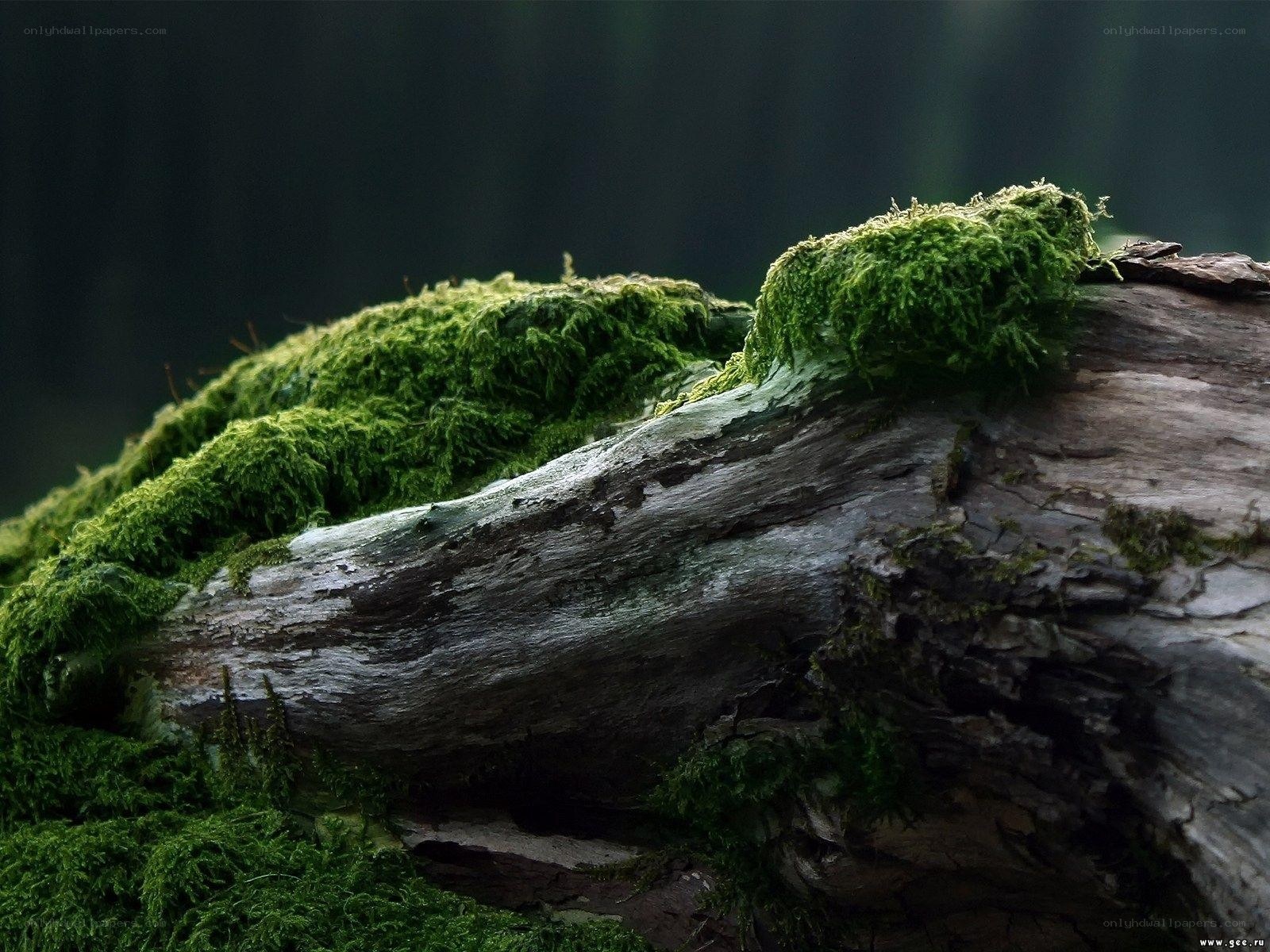 Moss-covered log in forest