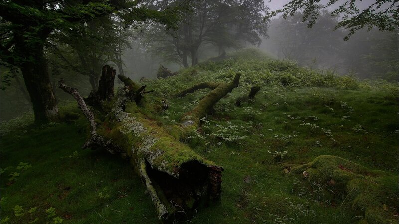 Moss-covered Log in Forest — Green, Misty