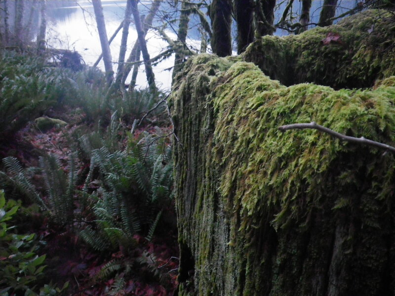 Moss-covered Log in Forest — Green, Moody