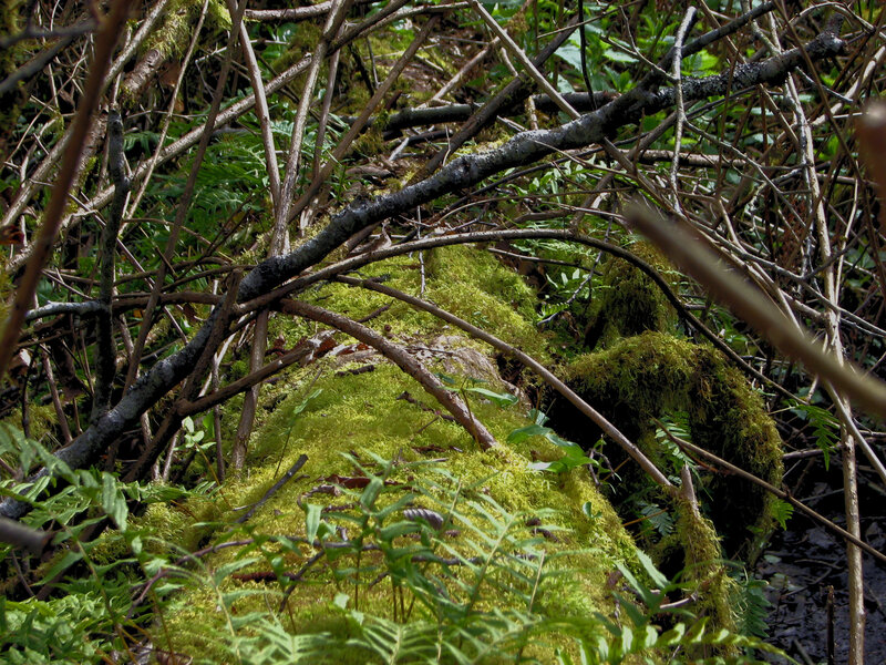 Moss-covered Log in Forest — Green, Natural