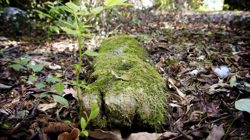 Moss-covered Log in Forest — Green, Serene, Afternoon, Photograph, Plant