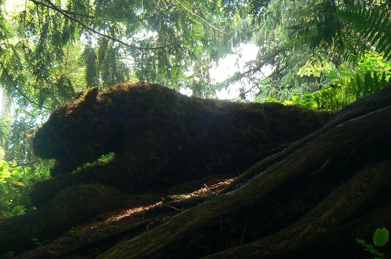 Moss-covered Log in Forest — Green, Serene, Afternoon
