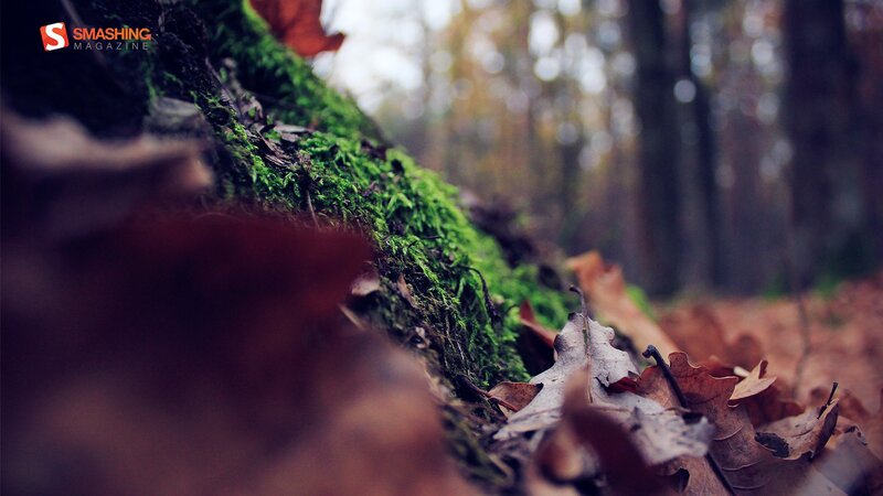 Moss-covered Log in Forest — Green, Serene, Autumn, Photograph, Fallen Leaves, Trees